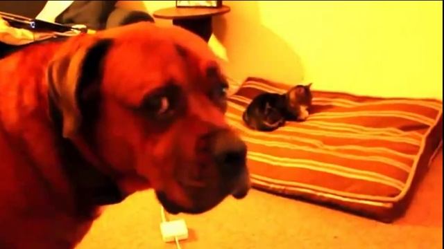 Кошачий позитив??? смотреть онлайн