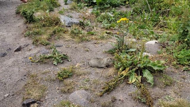 Суслики в урочище Джилы Су смотреть онлайн