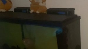 Аквариум на 150 галонов (700 л.) с цихлидами. 150 gallon cichlid aquarium