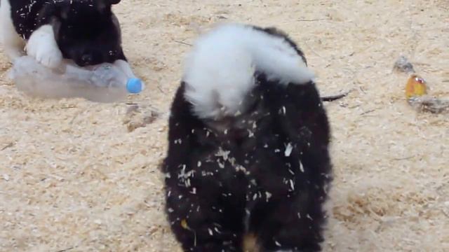 щенки ам.акиты из питомника Планета удачи 1.5мес. смотреть онлайн