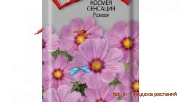 Космея обыкновенная Сенсация Розовая ? обзор: как сажать, семена космеи Сенсация Розовая смотреть онлайн