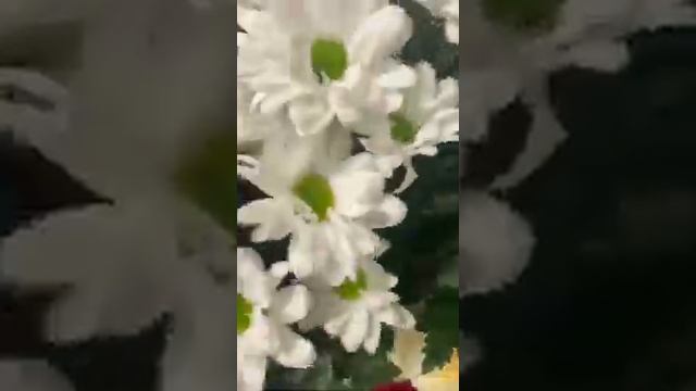 #мне сниться милый мой Дом смотреть онлайн