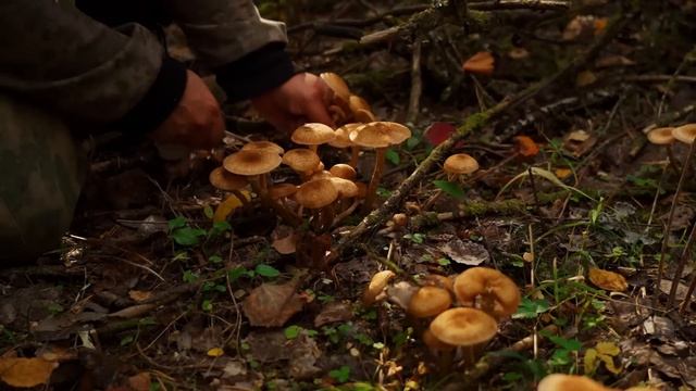 ДЕРЕВЕНСКИЙ РОМАН ДЛИНОЮ В ЖИЗНЬ | ЗАГОТОВИЛИ ГРИБОВ И ОТДОХНУЛИ | ГОТОВИМСЯ КОПАТЬ КАРТОШКУ смотреть онлайн