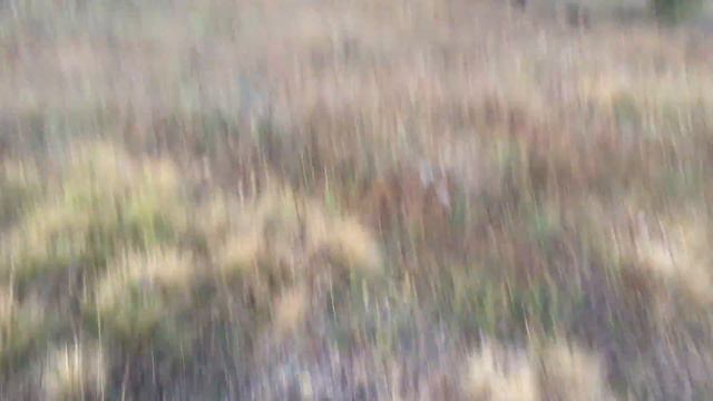 Нагонка Русская гончая