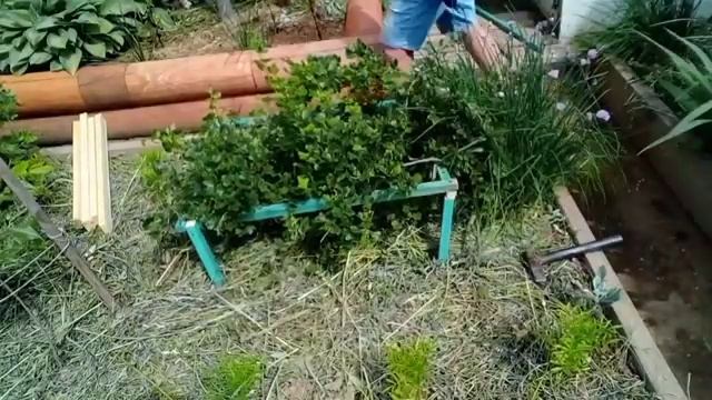 Что-то цветет, что-то растет,а что- то болеет. 25 июня 2022 год смотреть онлайн