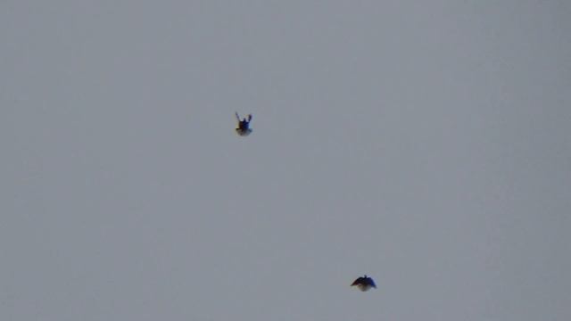 Серпастые голуби12.02. 2022гФевраль-1 смотреть онлайн