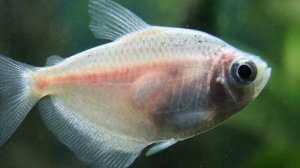 РАЗМНОЖЕНИЕ ТЕРНЕЦИЙ