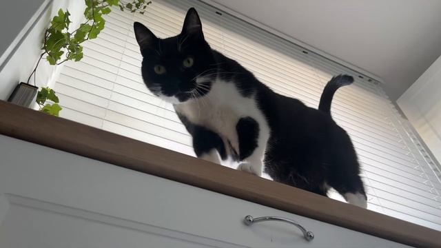 "Could you open the fridge for us?" смотреть онлайн