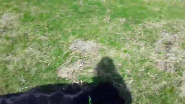 Жизнь со Спаниелями //Гуляем 🐾