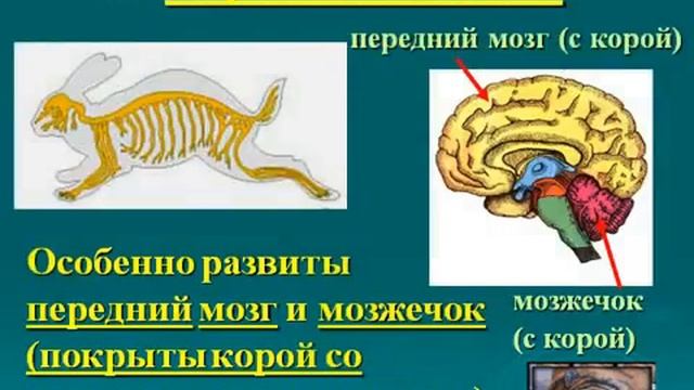 Класс Млекопитающие (Звери).AVI смотреть онлайн