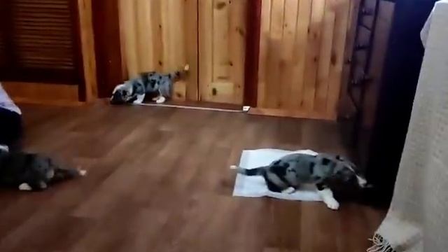 Щенки вельш корги кардиган в питомнике Воплощение мечты. г.Днепр. смотреть онлайн