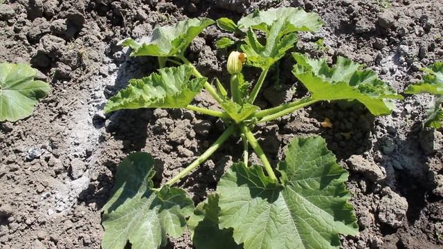 Как выращивать кабачки в открытом грунте смотреть онлайн