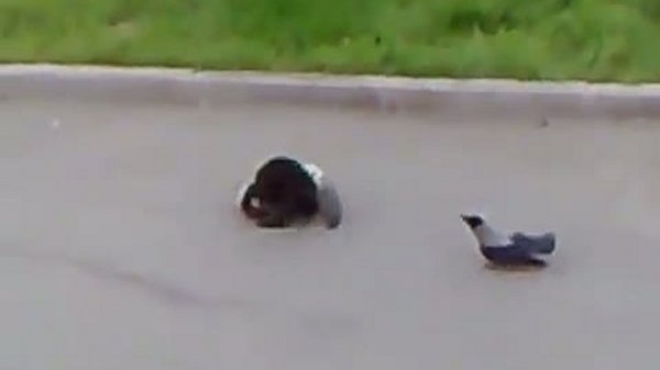 Битва Epic Cat Fight (cat's horror)