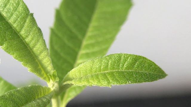 Verbena officinalis 香草植物 馬鞭草觀察 смотреть онлайн