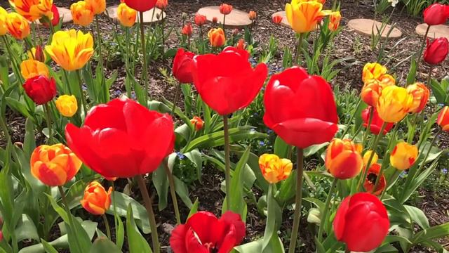 Suzan’s Garden 05/05/18 смотреть онлайн