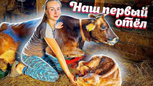 Первый Отёл НАШЕЙ КОРОВЫ! Оправданы ли Ожидания?? | Молодая Ферма