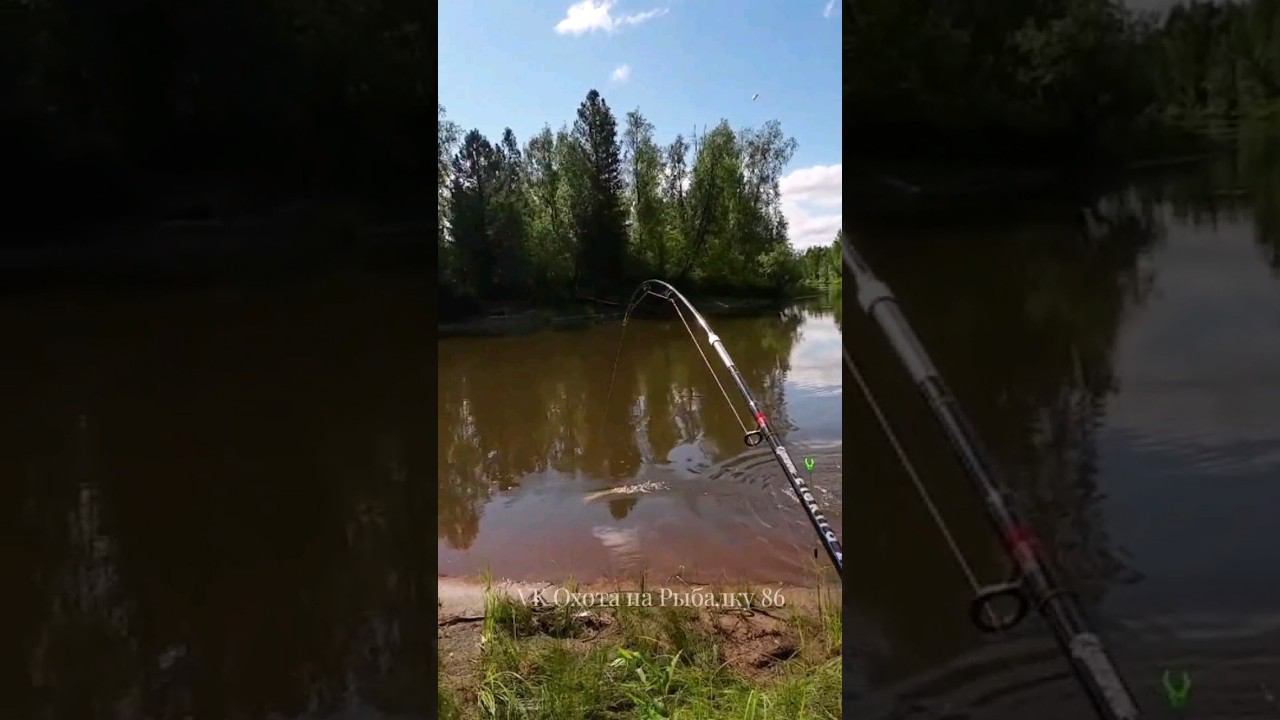 ЛЕТНЯЯ ЖЕРЛИЦА #рыбалка #щука #спининг #fishing #pike #pikefishing #perch смотреть онлайн