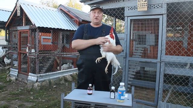 ЛЕЧЕНИЕ ЗАБИТОГО ЗОБА У КУР СВОИМИ РУКАМИ. смотреть онлайн