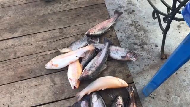 Ловля форели по открытой воде в Подмосковье.Безлимит. смотреть онлайн