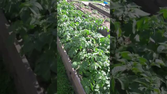 Ранний картофель. Белороса.. смотреть онлайн
