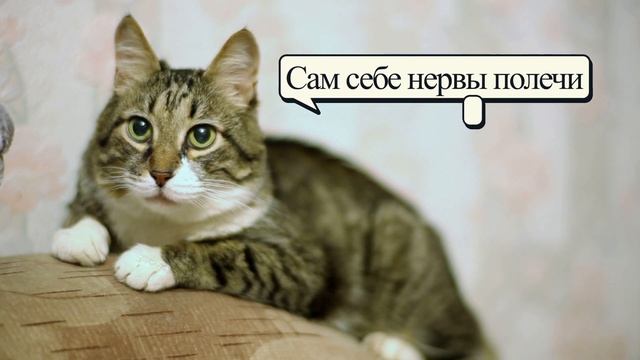 7 способов разозлить кошку | Приколы про котов и кошек с озвучкой, приколы с животными, приколюхи смотреть онлайн