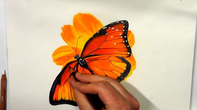 Koh-I-Noor Progresso Aquarell Butterfly Painting смотреть онлайн