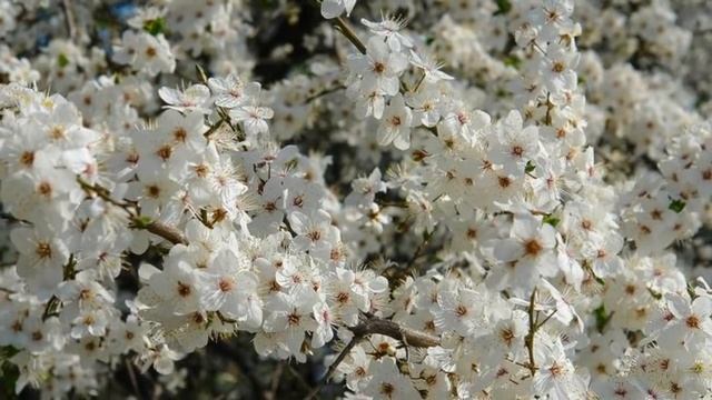 ВЕСЕННИЙ ВАЛЬС смотреть онлайн