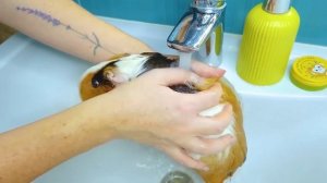 Бедная VS Богатая Морская Свинка Челлендж - Свинка Бузя Челлендж