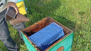 Маточки Бакфаст, приняли или нет? Пчеловодство!