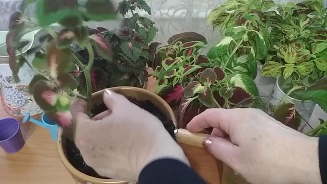 #колеус #черенки #посадка смотреть онлайн