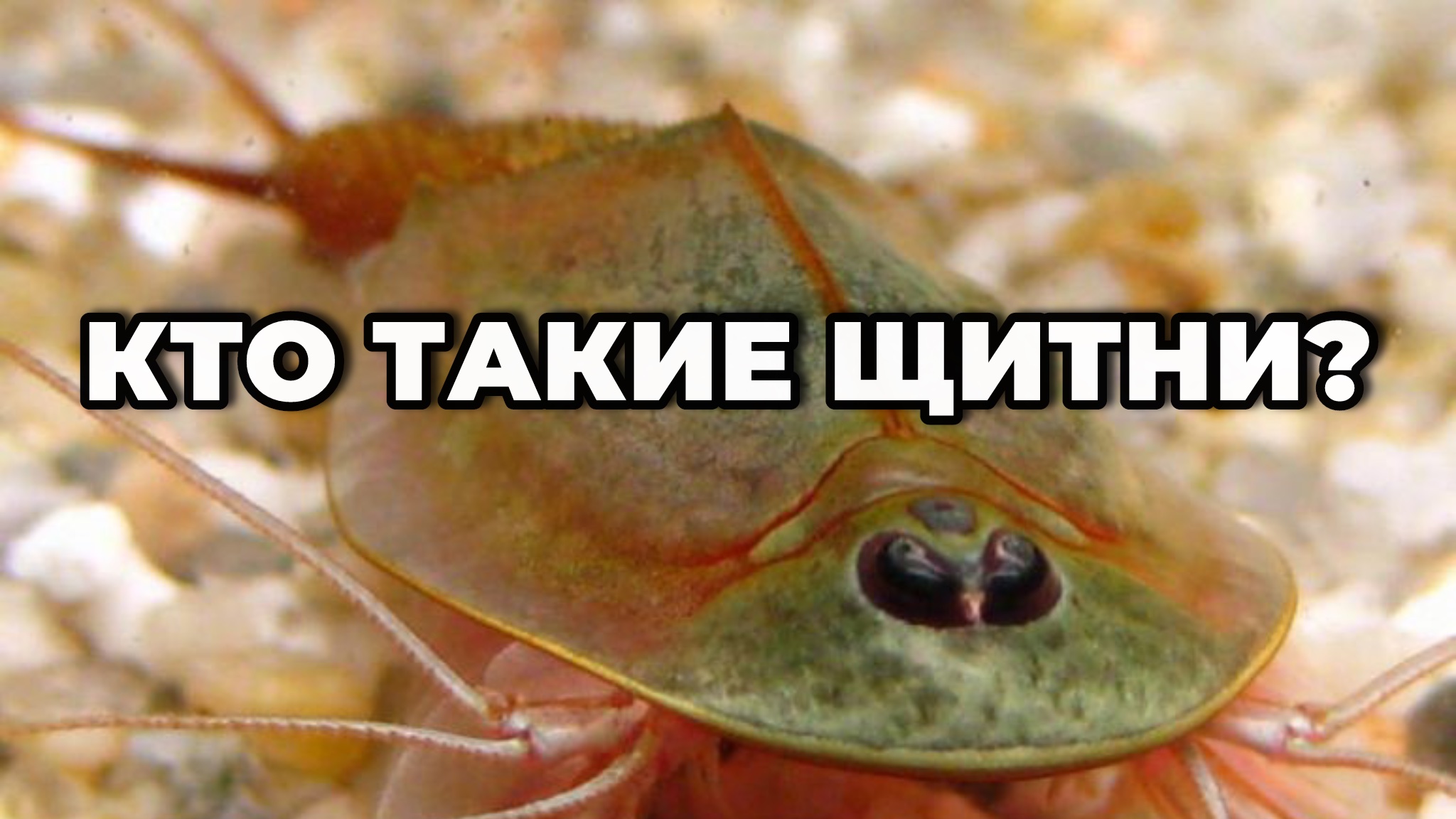 КТО ТАКИЕ ЩИТНИ? смотреть онлайн