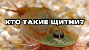 КТО ТАКИЕ ЩИТНИ?