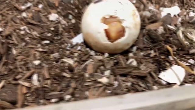Rare ALBINO Tortoise Born at TortoiseLand! Part 1 смотреть онлайн
