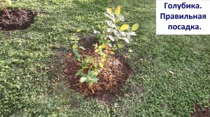 Голубика. Правильная посадка голубики!  Как сажать голубику?