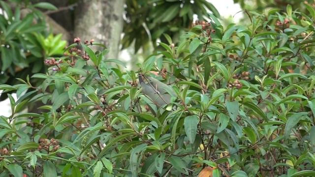 Pink-necked Green-pigeons feed on Melastoma malabathricum fruits смотреть онлайн