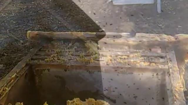 Белгородская область, Яковенко Александр Что будет, если исчезнут пчелы смотреть онлайн