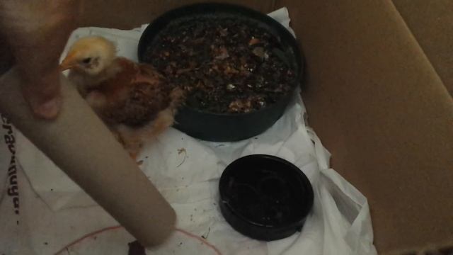 Сага о бродячем индюшонке. 2 (1) серия. смотреть онлайн