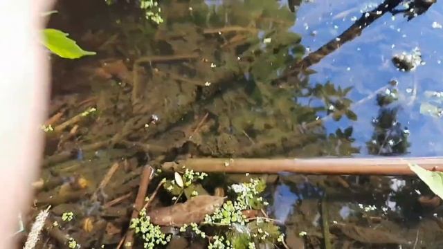 Каких животных можно повстречать возле рек | Животные которые нас окружают | Дикие#1 смотреть онлайн