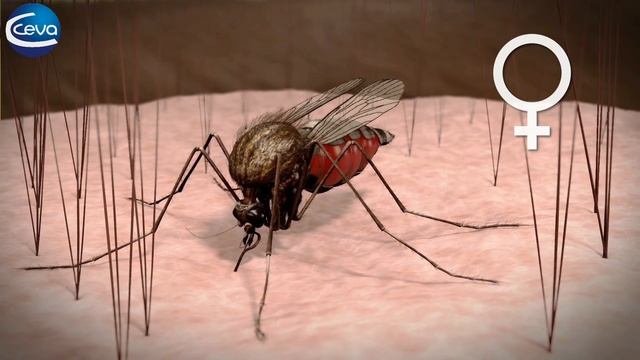 Защита от комаров с помощью Вектры 3D