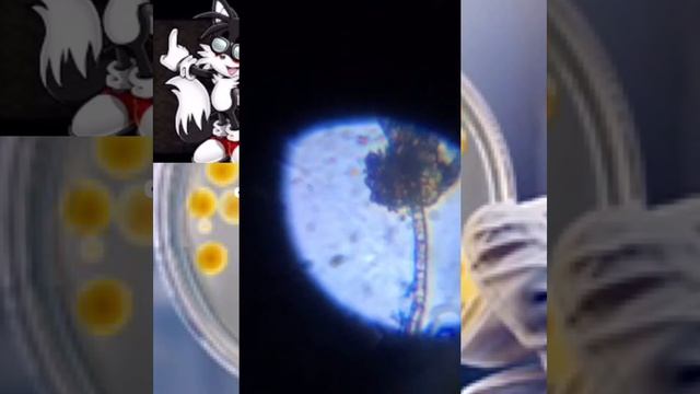 Речные водоросли под микроскопом