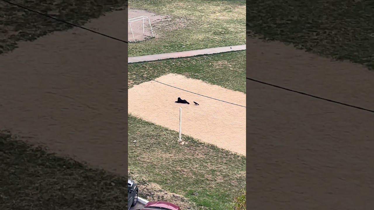 Черные разборки