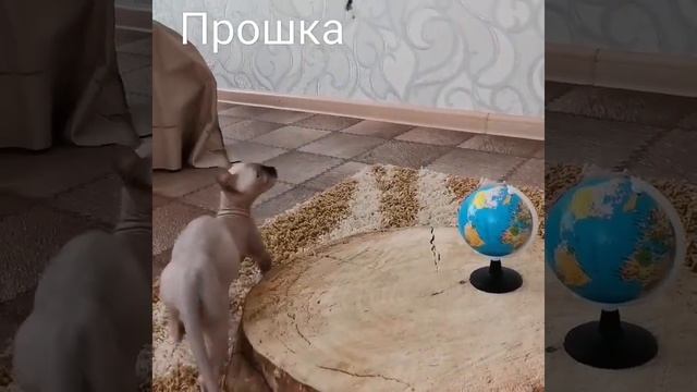 Котенок двэльф, Прошка смотреть онлайн