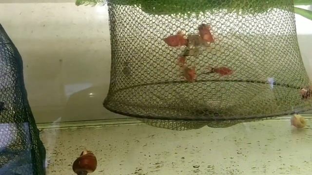 Отсадники(садок) для живородящих рыбок, Очень эффективно. смотреть онлайн