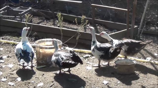 секрет разведения мускусных уток/индоутки смотреть онлайн