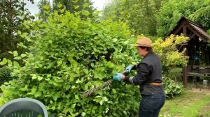 Дёрен. Летняя стрижка лиственных кустарников. ч.1