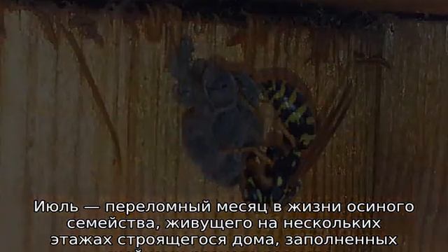 Осиное гнездо смотреть онлайн