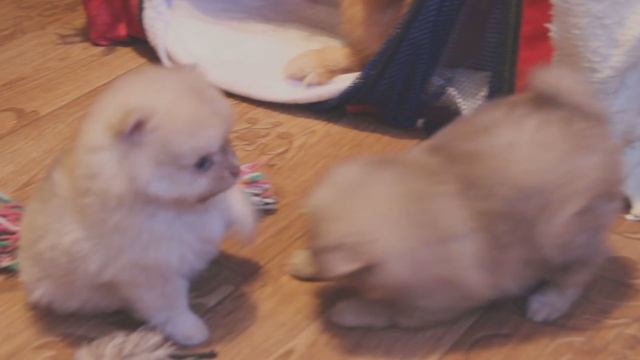 Кофейные оттенки! смотреть онлайн