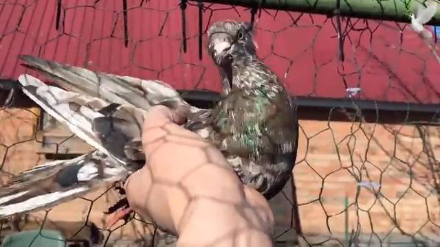 Бакинские голуби. Игорь Волжский смотреть онлайн