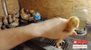 Выращивание Цыплят Температура в Брудере для Цыплят - zolotyeruki