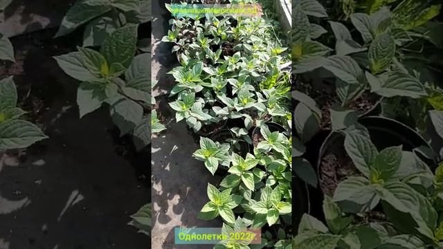 Гортензия Метельчатая Однолетки #наташинИсерёжинСАД смотреть онлайн